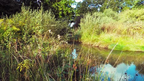 Teich-Mit-Vegetation