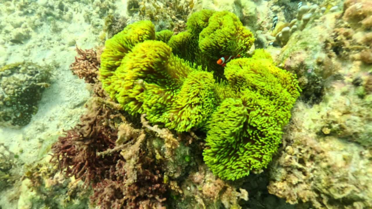 Pesce pagliaccio colorato in un habitat di barriera corallina, vita marina tropicale subacquea