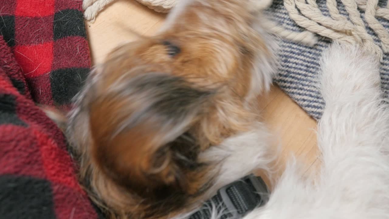 나쁜 잭 러셀 테리어 강아지는 4k에서 카레드 담요를 는다.