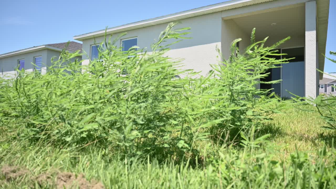 tall weeds in backyard of home make for an hoa violation in South Florida