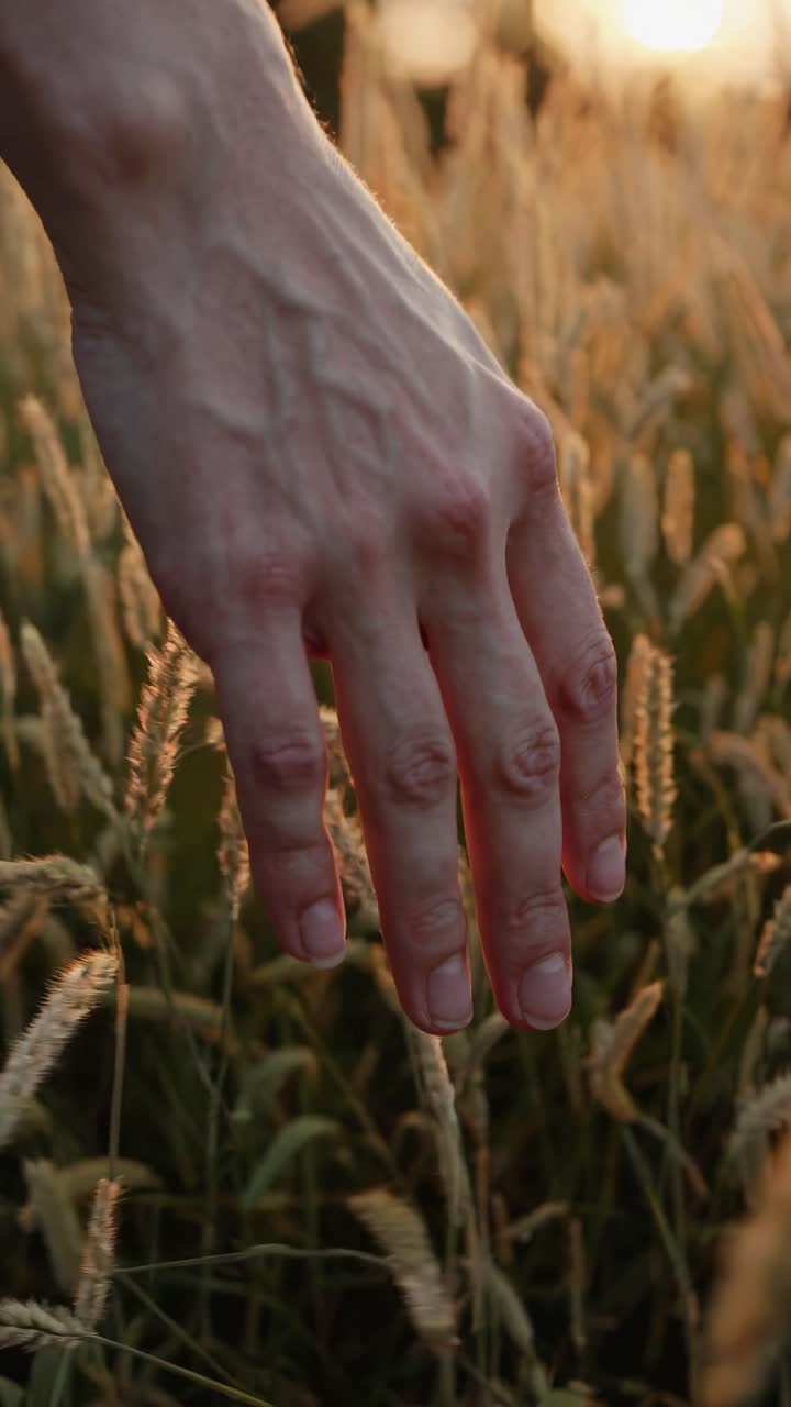 Vídeo em close-up de uma mão roçando suavemente a grama alta ao pôr do sol, capturado de um ângulo baixo.