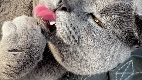 beautiful british grey cat with orange eyes looking around