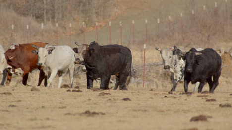 Manada-De-Toros-Caminando-A-Lo-Largo-De-Una-Valla-En-El-Campo-Agrícola-Rural-De-Texas