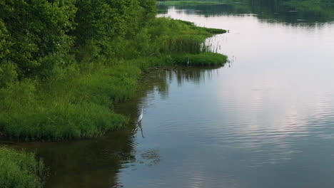 Great-Egret-In-The-Tranquil-Lake-Of-Spadra-Park-In-Clarksville,-Arkansas,-USA---drone-shot