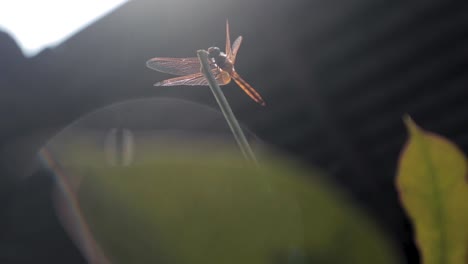 red dragonfly perched on a plant stem in sunlight