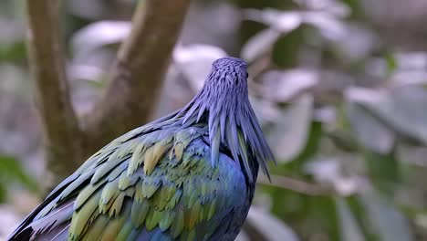 metallic rainbow hued plumage of a nicobar pigeon on a tree branch - close up