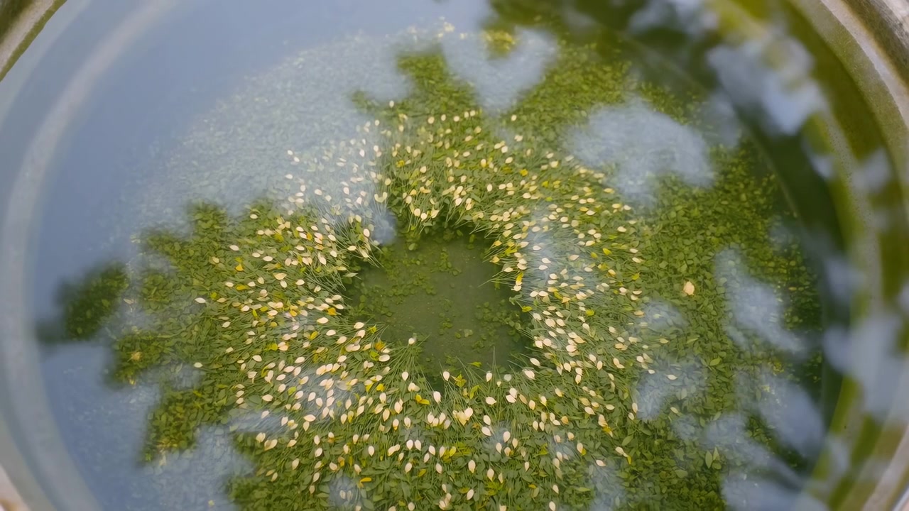 Vista dall'alto in movimento di un anello circolare di piante acquatiche in acqua calma di un contenitore con foglioline pallide, riflessi luminosi, ombre morbide e un delicato movimento naturale.