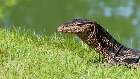 monitor lizard moving through grassy area near water