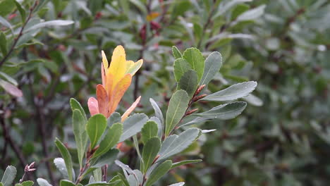 thick, teardrop deciduous shrub leaves starting to turn color in fall