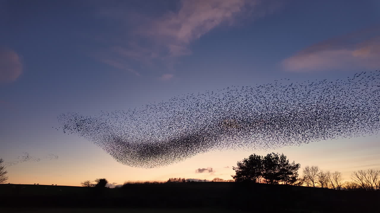 스털링 머머레이션 (starling murmuration) 은 겨울 저녁 하늘에서 공중 아크로바틱을 수행합니다.