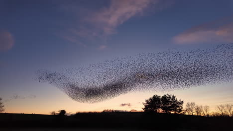 Starling-Murmuration-Führt-Luftakrobatik-Am-Winterlichen-Abendhimmel-Vor