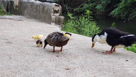 ángulo-Bajo---Familia-De-Patos-Comiendo-Con-Ardilla-En-Segundo-Plano.