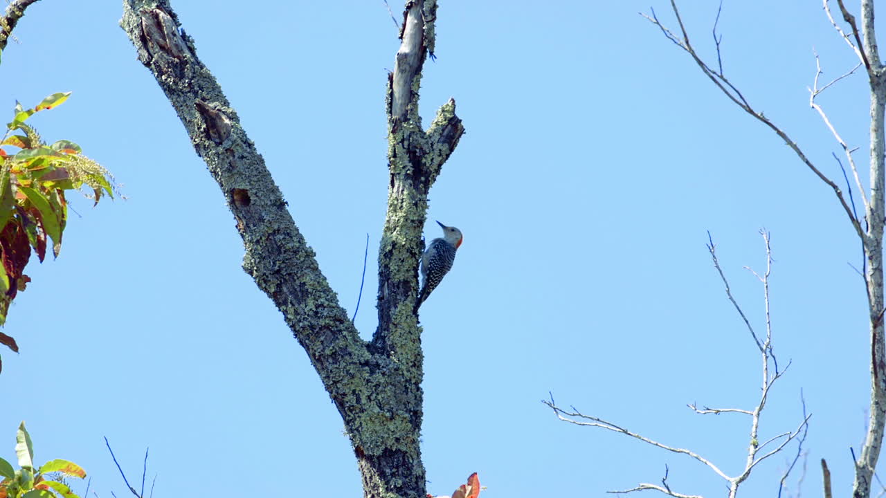 나무 줄기와 가지에 붉은 배 딱따구리