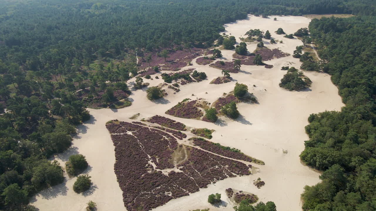 화창한 가을날 보라색 히스가 있는 아름다운 모래 언덕의 공중
