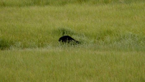 Oso-Negro-Caminando-En-Medio-De-Pastizales-Para-Cazar-Comida