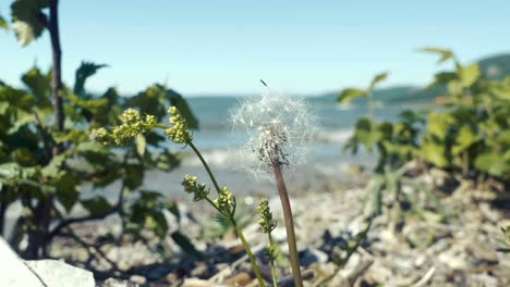 beach on the sunset. grass waves on the wind on the background of the beautiful shore of the sea in evening.