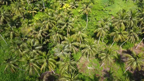 aerial view of tropical palm tree forest