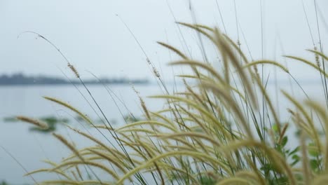 wild plant swaying in the breeze