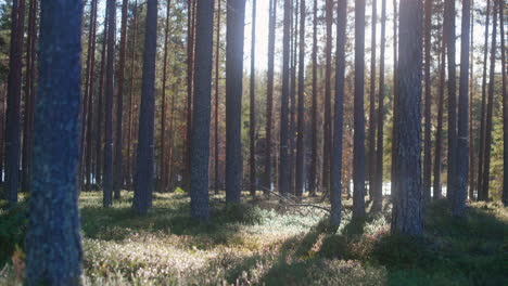 Escena-Pacífica-Del-Bosque-Con-La-Cálida-Luz-Del-Sol-A-Través-De-Los-árboles