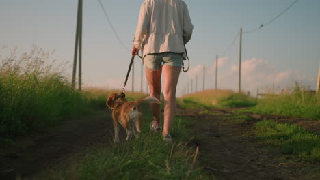 vista trasera del dueño del perro caminando con el perro por un camino de tierra alineado con postes eléctricos, sosteniendo la correa mientras ambos se pasean por un campo rural cubierto de hierba bajo la brillante luz del sol