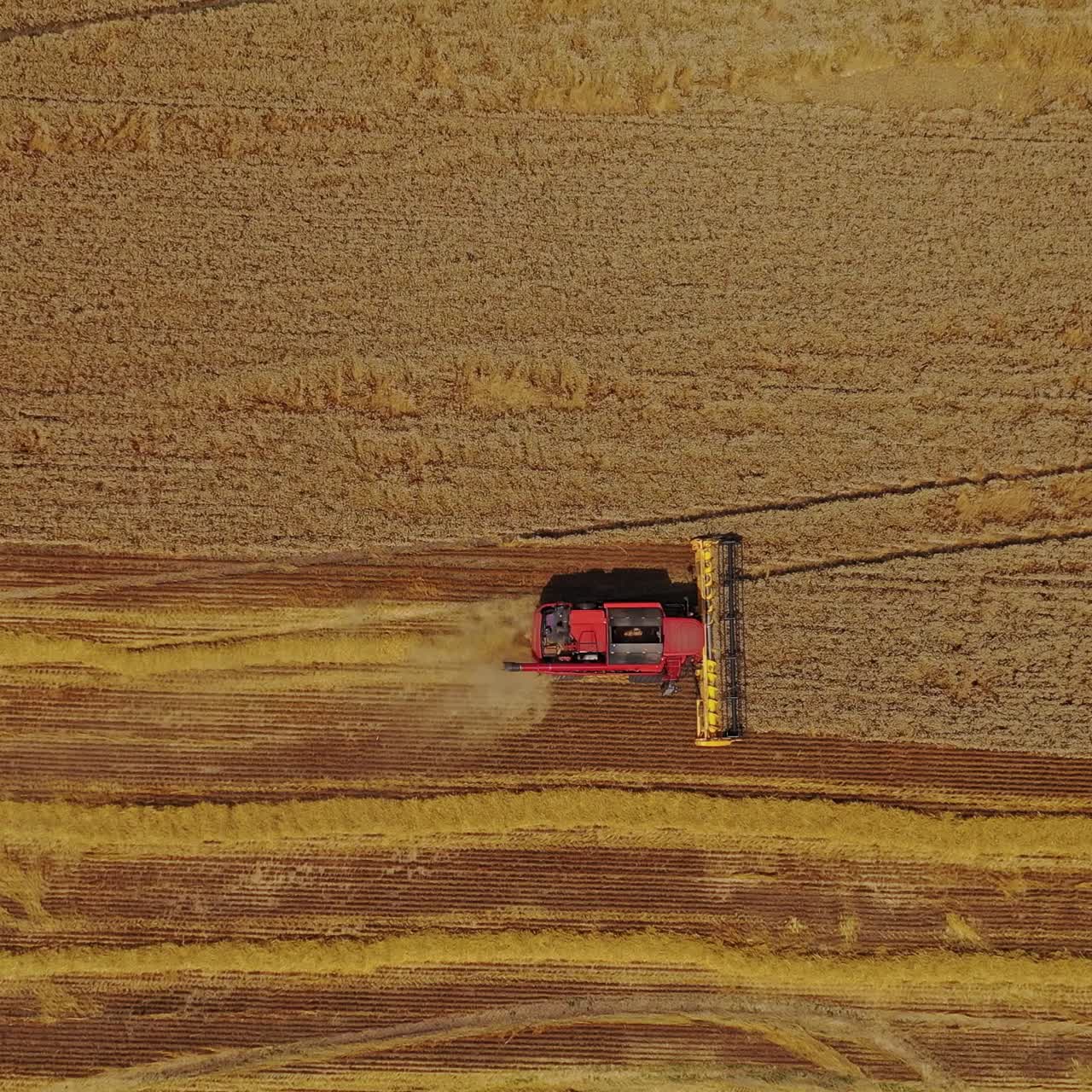Combine harvester harvesting ripe crop on field. View from above on the agricultural machine moving on the golden field. Aerial view. Slow motion.