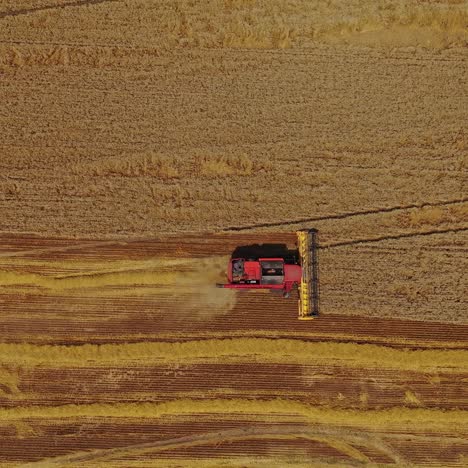 combine harvester harvesting ripe crop on field. view from above on the agricultural machine moving on the golden field. aerial view. slow motion.