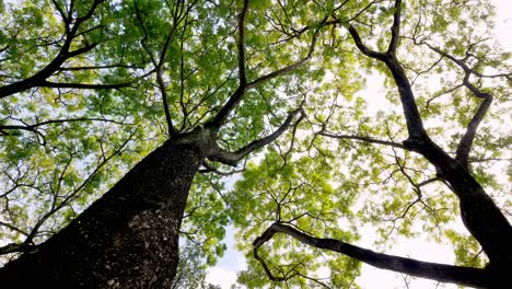 Camera-positioned-high-up-recording-tree-branches-and-foliage-with-blue-sky-1