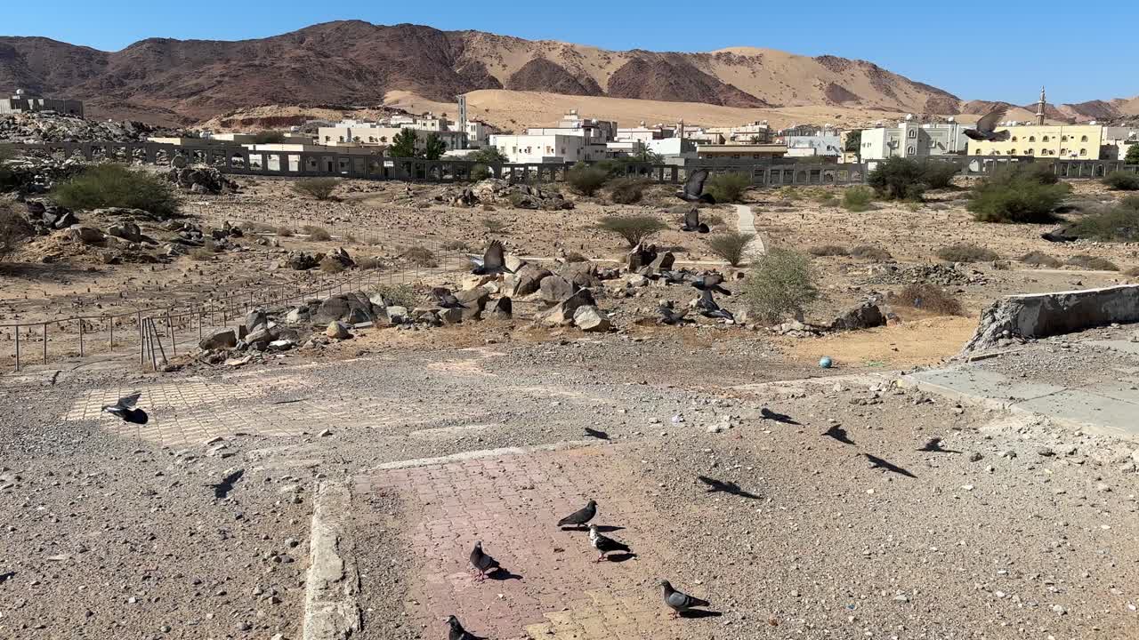 Piccioni che volano e si nutrono al martirio di Badr