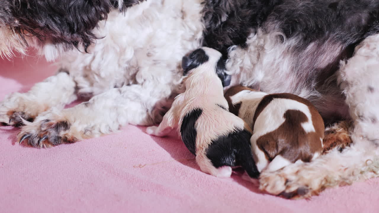 갓 태어난 강아지와 함께 출산한 강아지 06