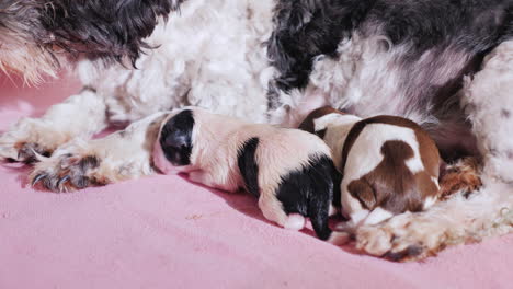 perro después de dar a luz con cachorro recién nacido 06