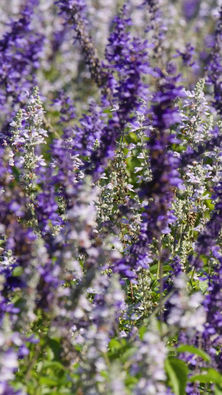 Api che impollinano fiori di lavanda viola in un giardino soleggiato