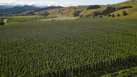 Drone-flyover-hop-farm-in-Tapawera,-New-Zealand