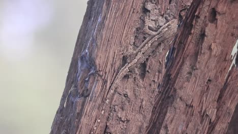 Lizard walking . eyes . wood