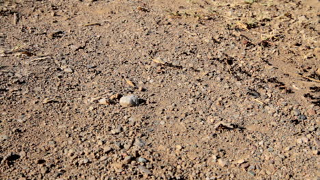 ants, black ants carrying food and supplies into their ant colony