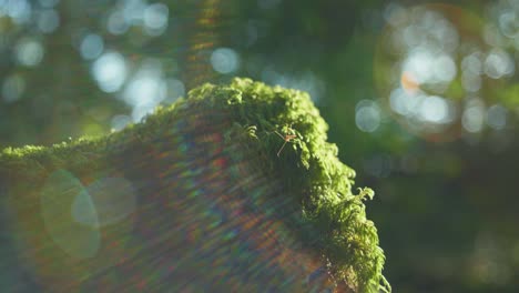 4k macro shot of a mosquito standing on some green moss, in the middle of the forest, on a sunny day