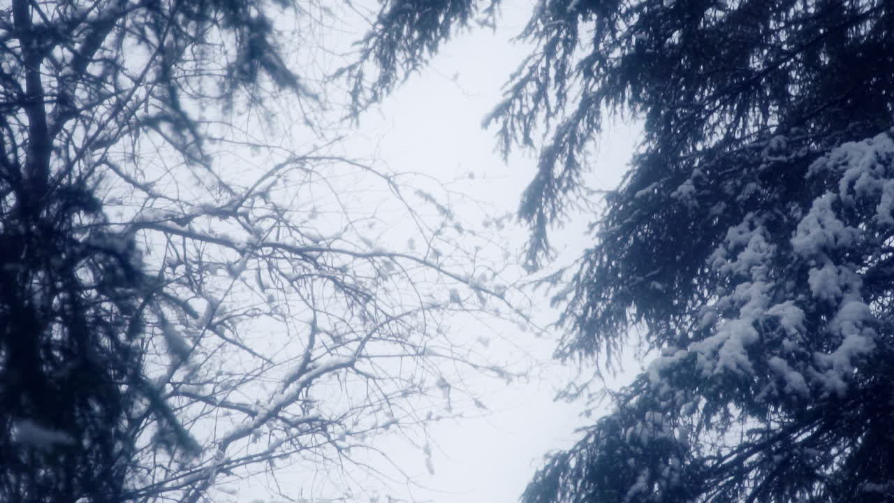 겨울 숲에 실루엣이 있는 우울한 하늘
