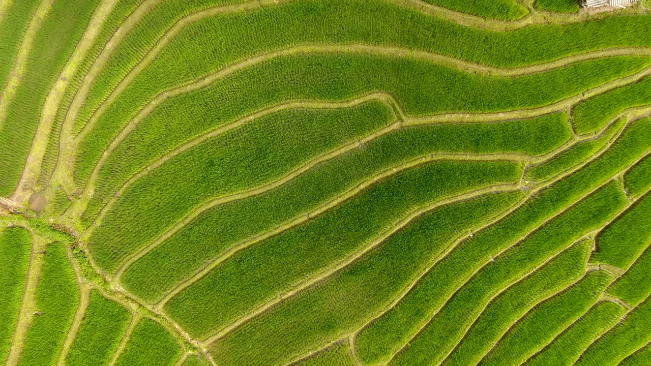 terraza de campo de arroz en tierras de agricultura de montaña.