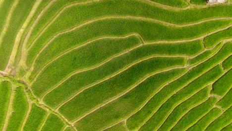 Rice-field-terrace-on-mountain-agriculture-land.