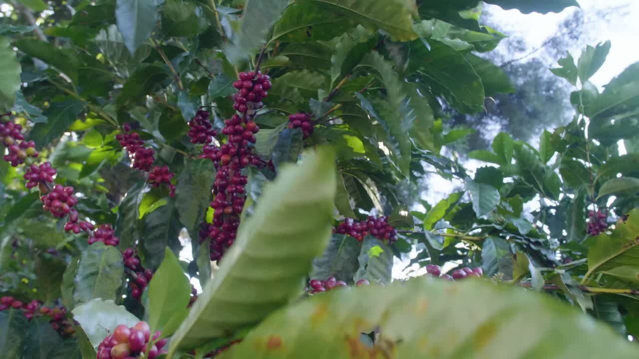 A coffee plant filled with red ripe coffee beans fruit in a windy field