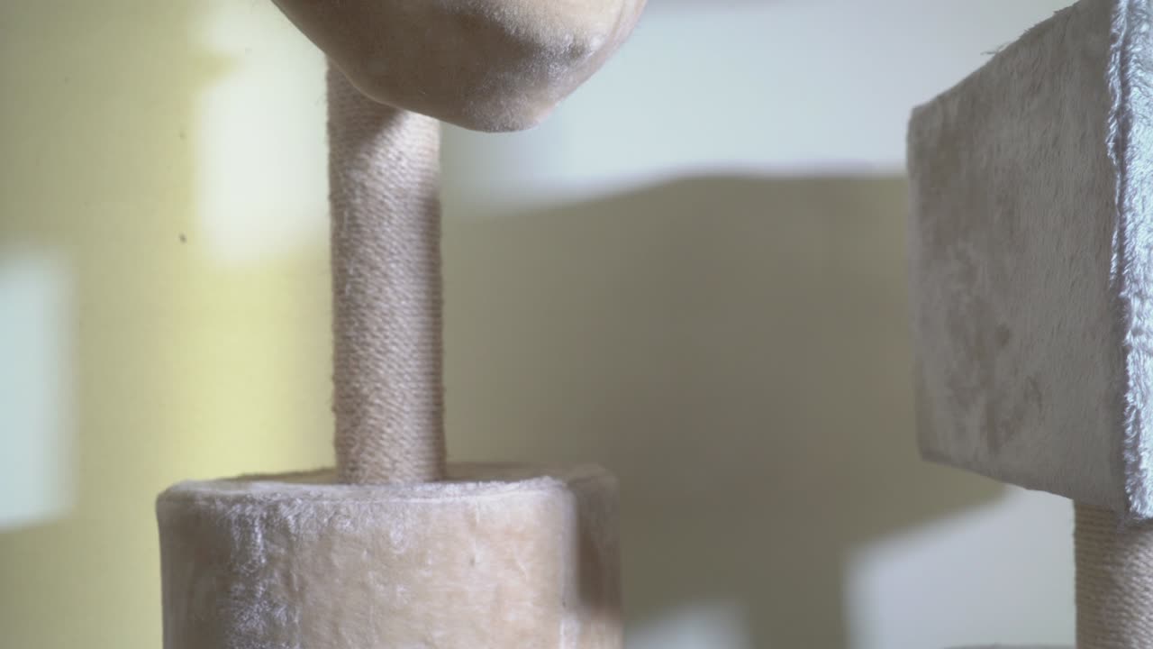 Large gray cat in his hammock bed at the top of scratching post licking itself