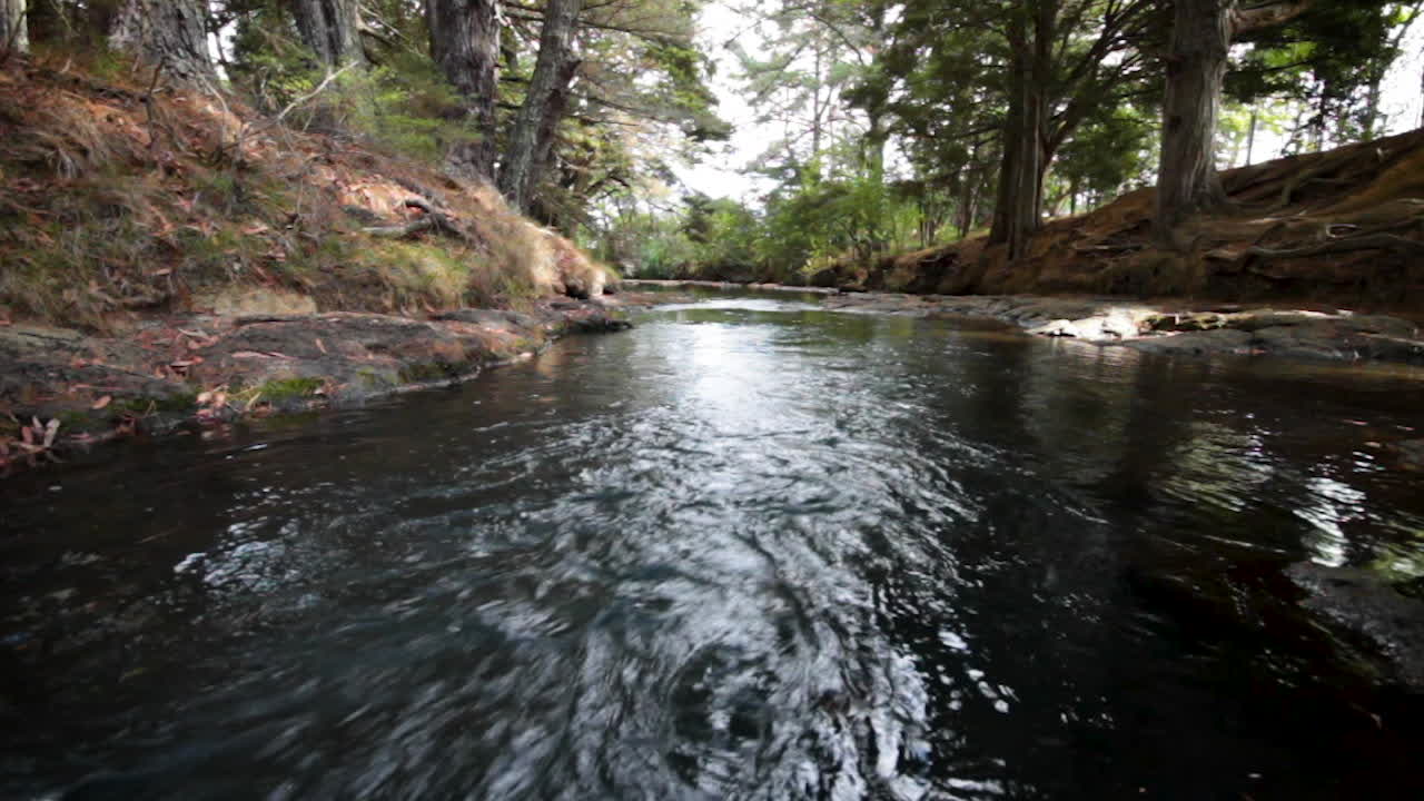 Fiume nella foresta in Nuova Zelanda con acqua che scorre