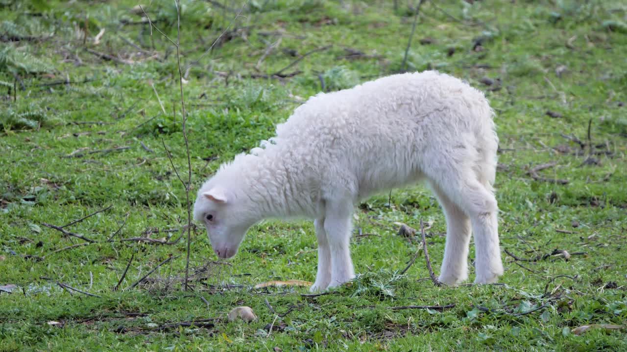 이탈리아 사르데냐에서 스스로 풀을 뜯고 있는 귀엽고 퍼지 어린 양