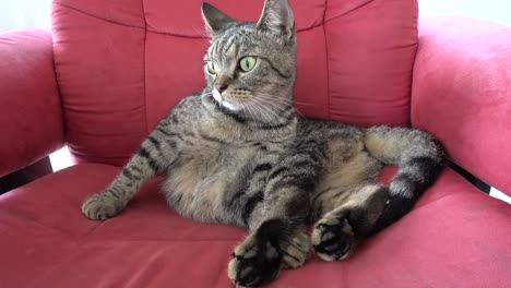 gato lindo en el sofá rojo