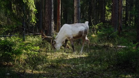 Waldhirsche-Mit-Schönen-Hörnern,-Die-Gras-In-Einem-Sonnenschirm-Fressen