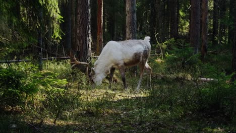 forest deer with beautiful horns eating grass in a sunshade
