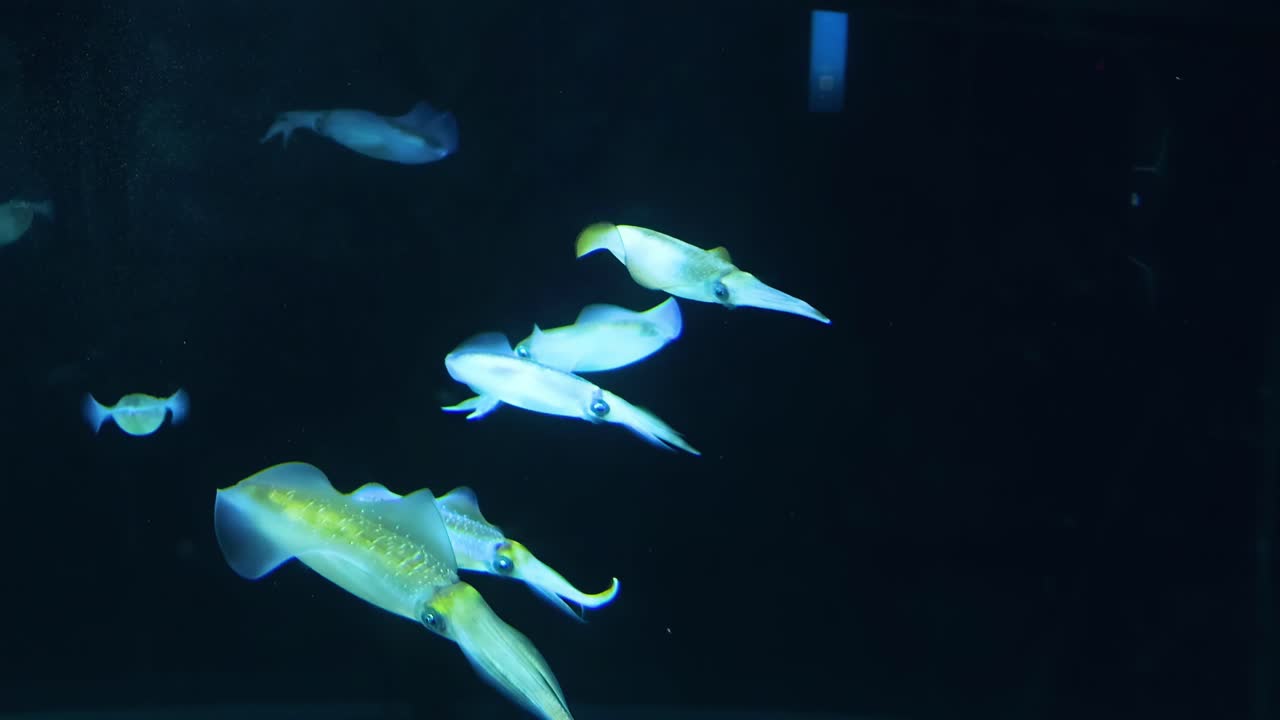 A group of cuttlefish elegantly glides through the dark waters of an aquarium display.