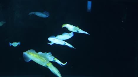 a group of cuttlefish elegantly glides through the dark waters of an aquarium display.