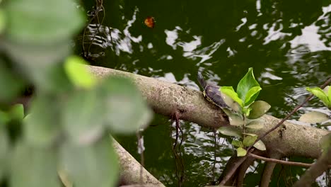 turtle resting on tree branch over water