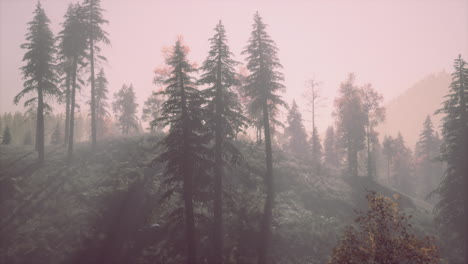 Evergreen-fir-trees-with-cones,-peaks-of-French-Alps-mountains