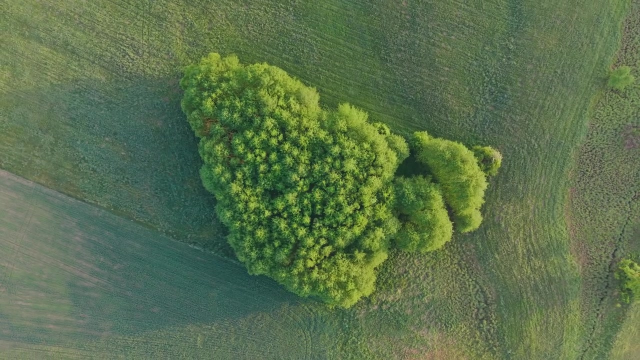 Flygfoto med drönare uppifrån över en frodig grön träddunge omgiven av jordbruksfält med radsådda grödor, Mazoviens låglandskap, solig dagtid.